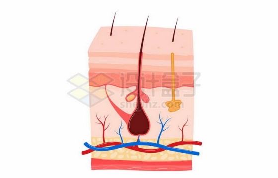 皮肤内部结构解剖图毛细血管和毛囊毛发5935505矢量图片免抠素材