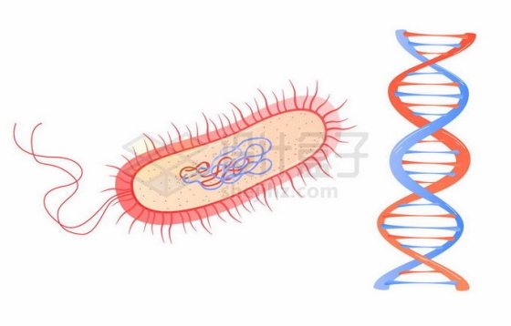 带鞭毛的细菌内部结构和DNA2005588矢量图片免抠素材