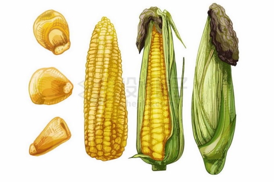 手绘风格玉米棒子和玉米粒粮食作物1899036矢量图片免抠素材