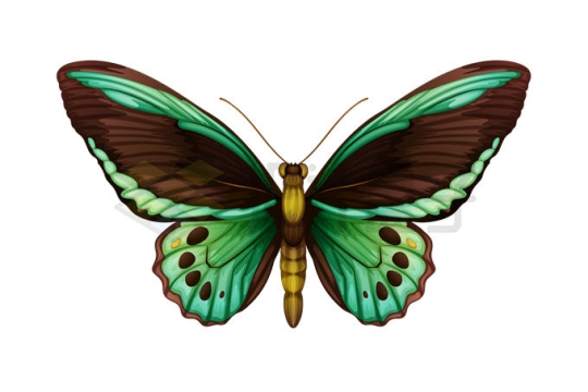 一只绿色翅膀蝴蝶昆虫2084720矢量图片免抠素材