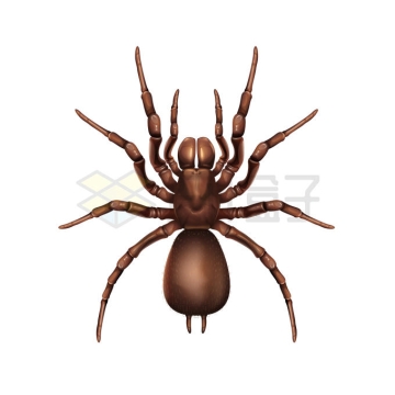 一只大蜘蛛螯肢动物5380622矢量图片免抠素材