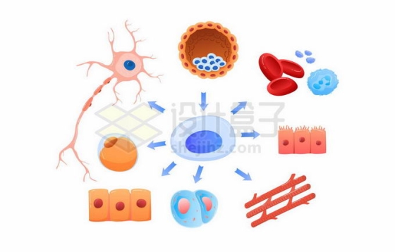 干细胞形成神经细胞血红细胞血管细胞皮肤细胞等4853174矢量图片免抠素材