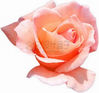 粉色玫瑰花蝴蝶夫人png图片素材