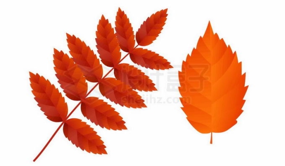 秋天变红的花楸树树叶9772148免抠图片素材