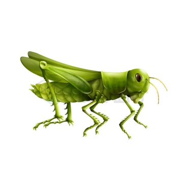 一只绿色的大蚂蚱蝗虫昆虫害虫9408836矢量图片免抠素材