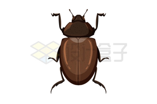 一只褐色的步甲虫昆虫1412110矢量图片免抠素材