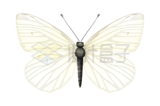 一只菜粉蝶常见白色蝴蝶6804986矢量图片免抠素材
