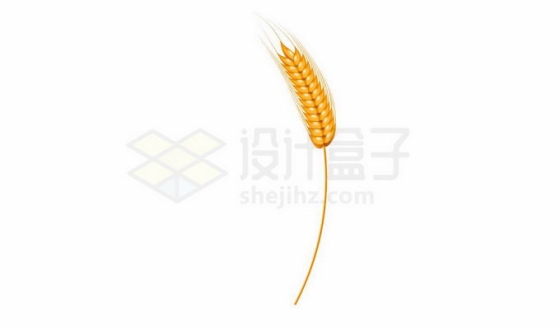 一根小麦麦穗粮食作物5064328免抠图片素材