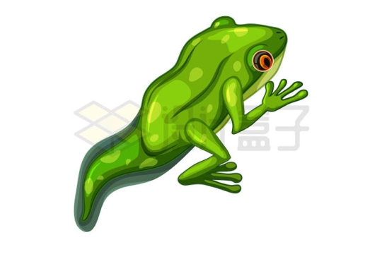 长尾巴的青蛙幼蛙2491778矢量图片免抠素材
