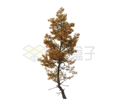 深秋叶子枯黄的白栎树大树3908055PSD免抠图片素材