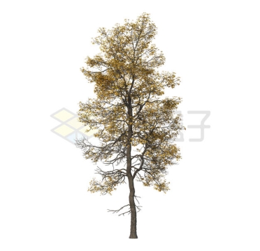 深秋叶子枯黄的檫木大树2498121PSD免抠图片素材