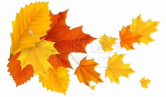 秋天散落的枫叶树叶装饰9251072免抠图片素材