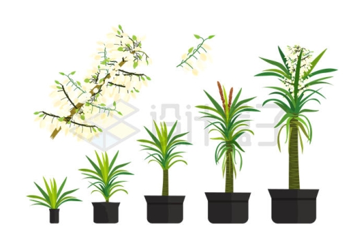 不同生长时期的丝兰盆栽植物9654273矢量图片免抠素材