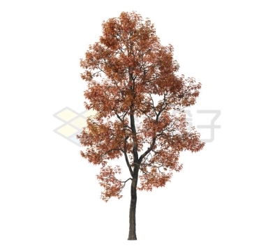深秋叶子枯黄的枫香树大树9340737PSD免抠图片素材