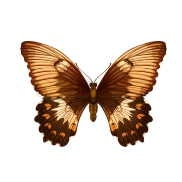 色彩斑斓的蝴蝶美丽昆虫3376349矢量图片免抠素材