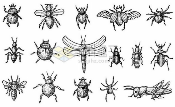 各种甲虫昆虫手绘插画7367386png图片免抠素材