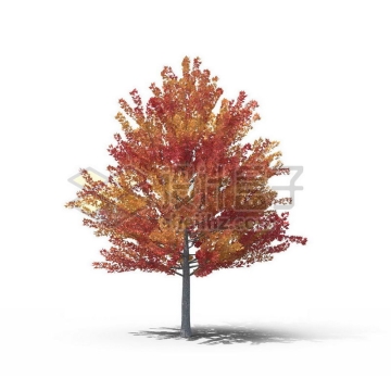 一棵红色的枫香树景观树木大树2421359图片免抠素材