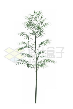一根竹子毛竹绿色植物5245055PSD免抠图片素材