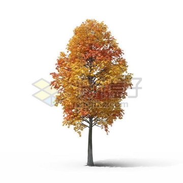 一棵秋天黄色的鹅掌楸景观树木大树8051559图片免抠素材