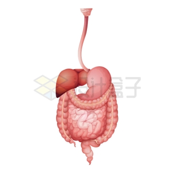 食道肝脏胃部和大肠小肠消化系统人体器官组织1148926矢量图片免抠素材