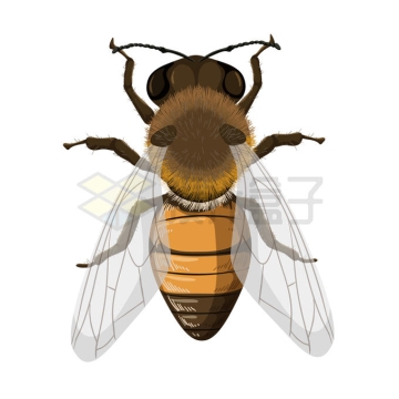一只蜜蜂彩绘画9880833矢量图片免抠素材
