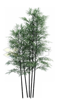 一丛竹子毛竹绿色植物3492669PSD免抠图片素材