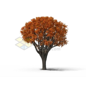 一棵秋天红色的五角枫景观树木大树6106066图片免抠素材