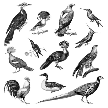12款手绘黑白风格的鸟儿野生动物图片免抠素材