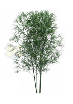 一小丛竹子毛竹绿色植物2069590PSD免抠图片素材