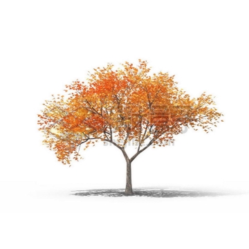一棵秋天金黄色的胡杨景观树木大树6013224图片免抠素材