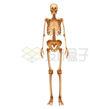 人体骨骼人体骨架器官组织1569895矢量图片免抠素材