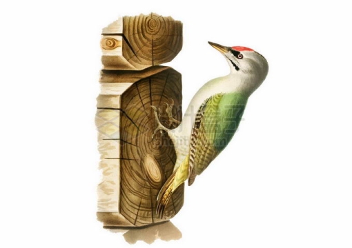 趴在木头上的欧洲绿啄木鸟7938684矢量图片免抠素材