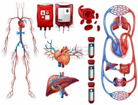 血液循环系统呼吸系统静脉动脉心脏血型等人体器官组织png图片免抠矢量素材
