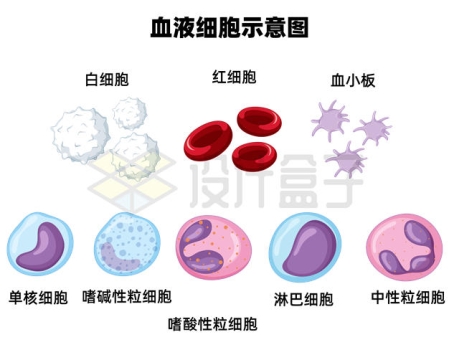 白细胞红细胞血小板等血液细胞种类1864421矢量图片免抠素材