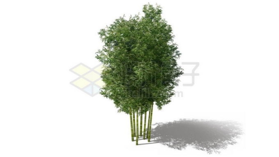 一大丛竹子毛竹绿色植物带影子8577895PSD免抠图片素材