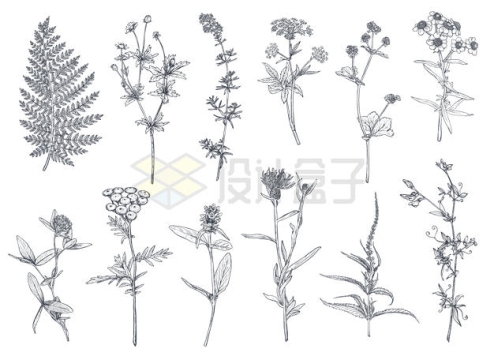 12款各种中草药野草植物手绘插画配图6838954矢量图片免抠素材