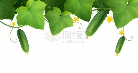 挂在藤蔓上的黄瓜和绿叶子1667773矢量图片免抠素材