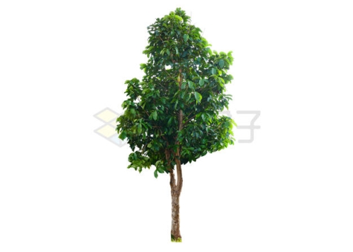 一棵茂盛的常青树绿叶子小树园林观赏植物2408118PSD免抠图片素材