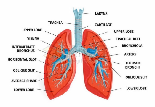 肺部内部结构人体器官组织6547005矢量图片免抠素材
