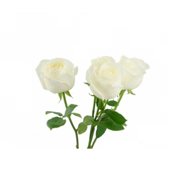 三朵带枝叶的白玫瑰花鲜花白色花朵425997png图片免抠素材