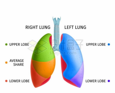 彩色分区的肺部人体器官组织3540487矢量图片免抠素材
