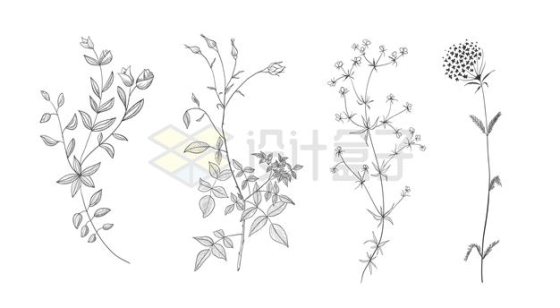 4款中草药植物手绘插画配图3068803矢量图片免抠素材