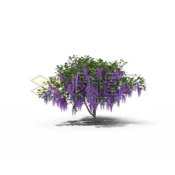 一棵春天夏天的紫藤景观树木绿色大树3704157图片免抠素材