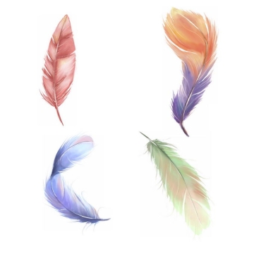 4款绚丽色彩的彩色羽毛5143723免抠图片素材
