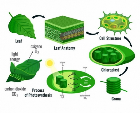 植物绿叶细胞和叶绿素的光合作用png图片免抠矢量素材