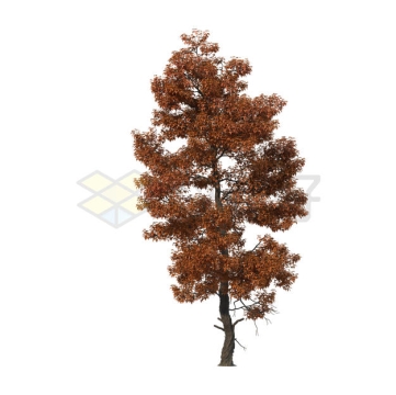 秋天里的树叶变黄的大树鹅掌楸8545296PSD免抠图片素材