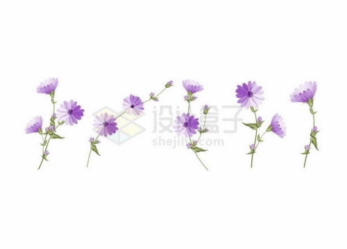 5株瓜叶菊紫色花卉小花6311449矢量图片免抠素材