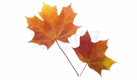 秋天里的两片红色枫叶6042946免抠图片素材