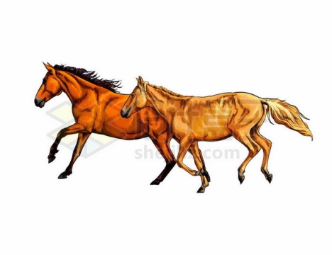 两匹奔跑中的金色骏马写实风格水彩插画5571626矢量图片免抠素材免费下载