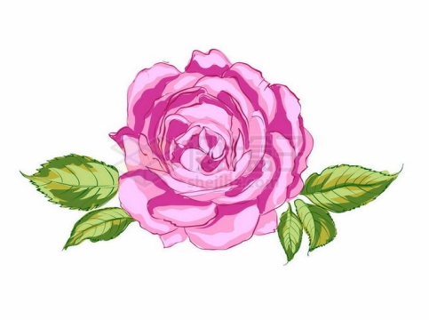 盛开的红色蔷薇花月季花和绿叶装饰手绘风格4958637矢量图片免抠素材